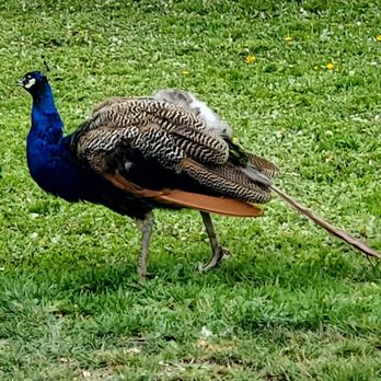 San Francisco Zoo - A peacock at the San Francisco zoo. - Zoos Near Me - San Francisco, California San Francisco Zoo - A peacock at the San Francisco zoo. - Zoos Near Me - San Francisco, California
