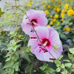 Cornell Botanic Gardens