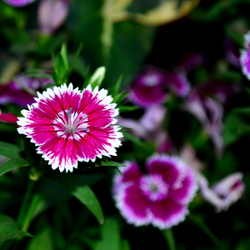 Premier Nursery