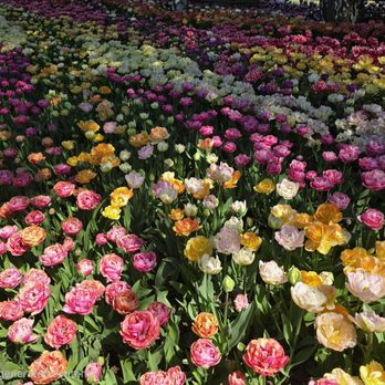 Roozengaarde Display Garden & Store - Florists Near Me - Mount Vernon, Washington Roozengaarde Display Garden & Store - Florists Near Me - Mount Vernon, Washington