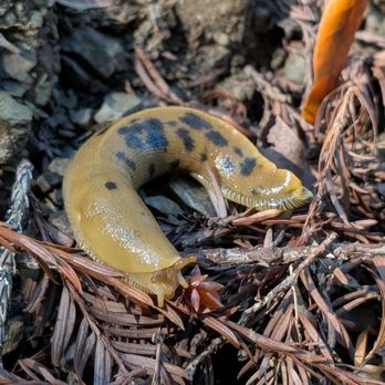Monte Rio Redwoods Trailhead - Banana slugs galore after rainfall - Hiking Near Me - Monte Rio, California Monte Rio Redwoods Trailhead - Banana slugs galore after rainfall - Hiking Near Me - Monte Rio, California