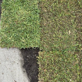 Delta Sod - Sod from Delta Sod (Left) and Sod from another major store (Right) - Landscaping Near Me - New Orleans, Louisiana Delta Sod - Sod from Delta Sod (Left) and Sod from another major store (Right) - Landscaping Near Me - New Orleans, Louisiana