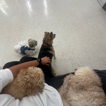 Happy Puppy Kingdom - Relax and sitting with Sophia - Pet Boarding Near Me - Honolulu, Hawaii Happy Puppy Kingdom - Relax and sitting with Sophia - Pet Boarding Near Me - Honolulu, Hawaii