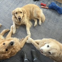 Affinity Dog Training - Tripp, Dubbs, and Cru are veterans of Dana's Affinity Dog Training!