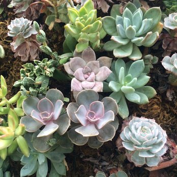 Allan Gardens - Parks Near Me - Toronto, Ontario Allan Gardens - Parks Near Me - Toronto, Ontario