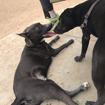Wildcatters Dog Park - Dog Parks Near Me - Brea, California