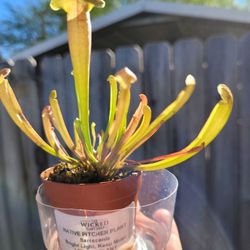The Wicked Plant Shop - Baby Native Pitcher Plant!