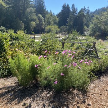 Lightwave Coffee and Kitchen - Organic garden Creekside - Breakfast & Brunch Near Me - Monte Rio, California Lightwave Coffee and Kitchen - Organic garden Creekside - Breakfast & Brunch Near Me - Monte Rio, California