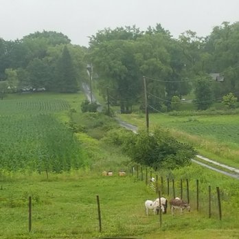 Ravines Wine Cellars - Donkeys - Wine Tasting Room Near Me - Geneva, New York