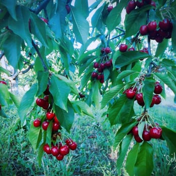 Rocky Top Fruit Farm - Pick Your Own Farms Near Me - Payson, Utah Rocky Top Fruit Farm - Pick Your Own Farms Near Me - Payson, Utah