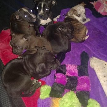 Bullies and Buddies - Urgent puppy rescue - Animal Shelters Near Me Bullies and Buddies - Urgent puppy rescue - Animal Shelters Near Me