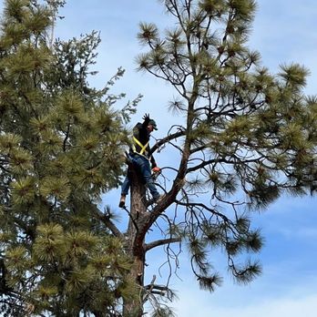 Mencos Tree services & Landscaping - Landscaping Near Me - Santa Fe, New Mexico Mencos Tree services & Landscaping - Landscaping Near Me - Santa Fe, New Mexico