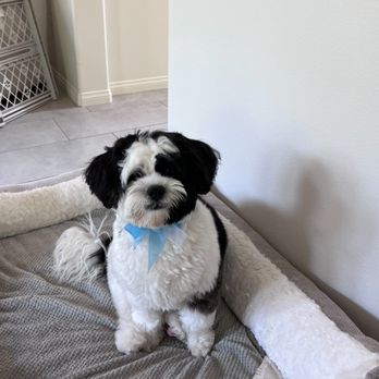 Dream Pet Grooming  - Haircut - Pet Groomers Near Me - Irvine, California
