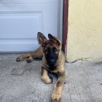 Dr. Butchko - Male pup - Veterinarians Near Me - Riverside, California Dr. Butchko - Male pup - Veterinarians Near Me - Riverside, California
