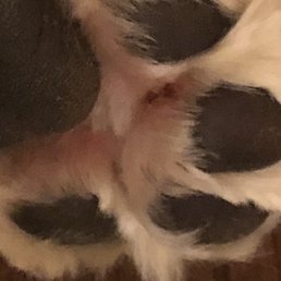 Cut/ bruised paws from when the groomer attempted shaved or cut hair from her paws. Cut/ bruised paws from when the groomer attempted shaved or cut hair from her paws.