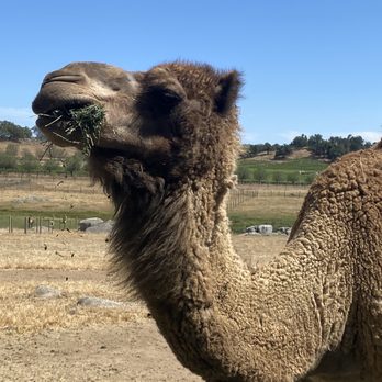 Oasis Camel Dairy - Attraction Farms Near Me - Ramona, California Oasis Camel Dairy - Attraction Farms Near Me - Ramona, California