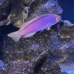 Seahorse Aquarium Supply - Male Lineatus Wrasse