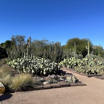 Desert Botanical Garden - Grounds - Botanical Gardens Near Me - Phoenix, Arizona Desert Botanical Garden - Grounds - Botanical Gardens Near Me - Phoenix, Arizona