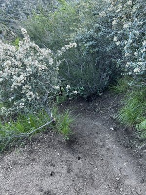 Trail Canyon Falls by null