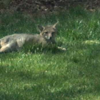 Bearizona - Foxy - Zoos Near Me - Williams, Arizona Bearizona - Foxy - Zoos Near Me - Williams, Arizona