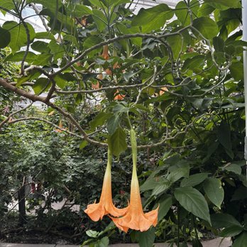 Butterfly Pavilion - Angels trumpets - Museums Near Me - Westminster, Colorado