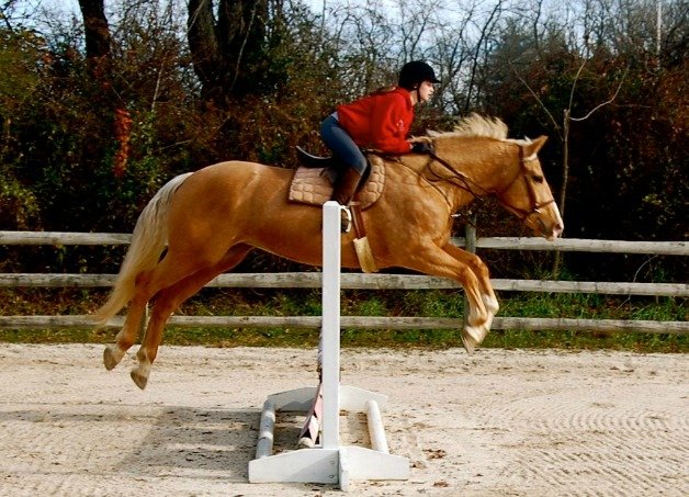 Heather Hill Farm - equestrian in West Chester, PA