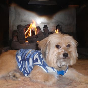 Dogs Without Borders - Henry, my best friend - Community Service/Non-Profit Near Me