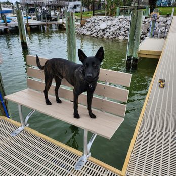 Top Tier K9 - Reese, Top Tier K9 Litters on the Ground Certified Foundation Dog - Pet Training Near Me - Madison, Florida Top Tier K9 - Reese, Top Tier K9 Litters on the Ground Certified Foundation Dog - Pet Training Near Me - Madison, Florida
