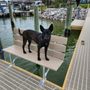 Photo of Top Tier K9