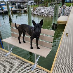 Top Tier K9 - Reese, Top Tier K9 Litters on the Ground Certified Foundation Dog