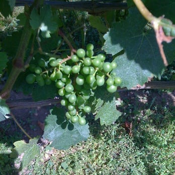 Jonathan Edwards Winery - Wineries Near Me - North Stonington, Connecticut Jonathan Edwards Winery - Wineries Near Me - North Stonington, Connecticut