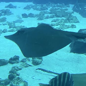 Georgia Aquarium - Aquariums Near Me - Atlanta, Georgia Georgia Aquarium - Aquariums Near Me - Atlanta, Georgia