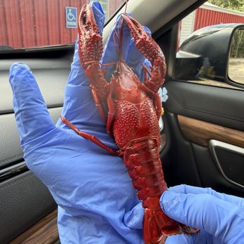 Hawk's Restaurant - Look at that size.. - Seafood Near Me - Rayne, Louisiana Hawk's Restaurant - Look at that size.. - Seafood Near Me - Rayne, Louisiana