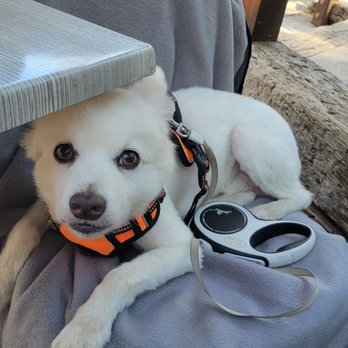 The Forks Resort - a white dog with a leash and sunglasses - Resorts Near Me - Bass Lake, California