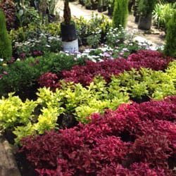 Vivero Satelite