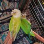 Photo of JJ Birds and Supplies