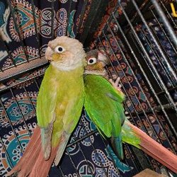 JJ Birds and Supplies - These are the sweetest, healthiest birds we have in my home.