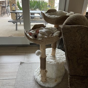 Permes Cattery - My Stella girl on her Mau Pet Tree. - Pet Breeders Near Me Permes Cattery - My Stella girl on her Mau Pet Tree. - Pet Breeders Near Me