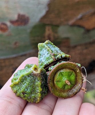 Natural Bridges State Beach by null