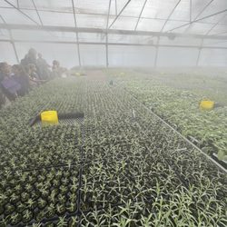 Takao Nursery