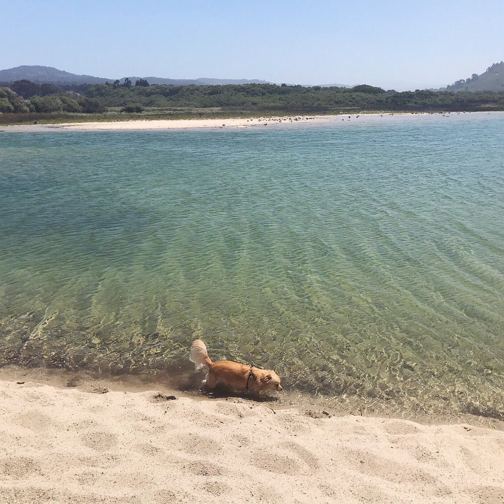 Carmel River State Beach - Beaches Near Me - Carmel, California