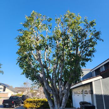 Tim Ynclan's Artistic Tree Service - Ficus Benjamina trimming - Tree Services Near Me Tim Ynclan's Artistic Tree Service - Ficus Benjamina trimming - Tree Services Near Me