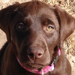Colorado Timberline Labs - Mina Paulsen ~ Adopted March 2015 from Colorado Timberline Labs and the Perino's