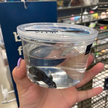 Petco - Deceased best fish growing mold from lack of care. - Pet Stores Near Me - Florence, South Carolina Petco - Deceased best fish growing mold from lack of care. - Pet Stores Near Me - Florence, South Carolina