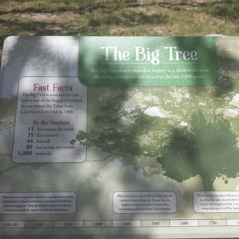 Big Tree - Facts about Big Tree - Landmarks & Historical Buildings Near Me