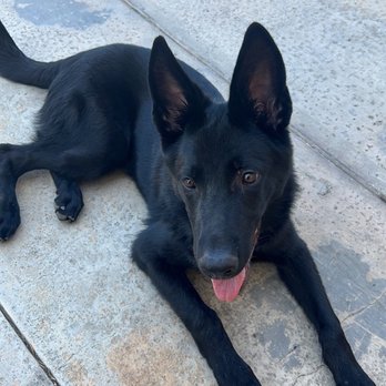 Off Leash K9 Training - Pet Training Near Me - Murrieta, California Off Leash K9 Training - Pet Training Near Me - Murrieta, California