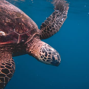 Captain Bob's Picnic Sail - Giant Honu at the snorkeling stop Alyson Lofgren Photography - Boating Near Me - Kaneohe, Hawaii