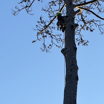 Hernandez Trees & Lawn Care - Tree Services Near Me - Charleston, South Carolina Hernandez Trees & Lawn Care - Tree Services Near Me - Charleston, South Carolina