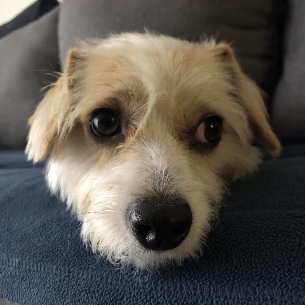 Bark For Cuts - Pet Groomers Near Me