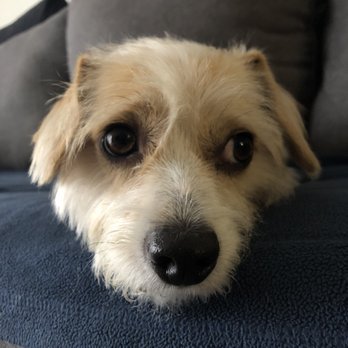 Bark For Cuts - Pet Groomers Near Me